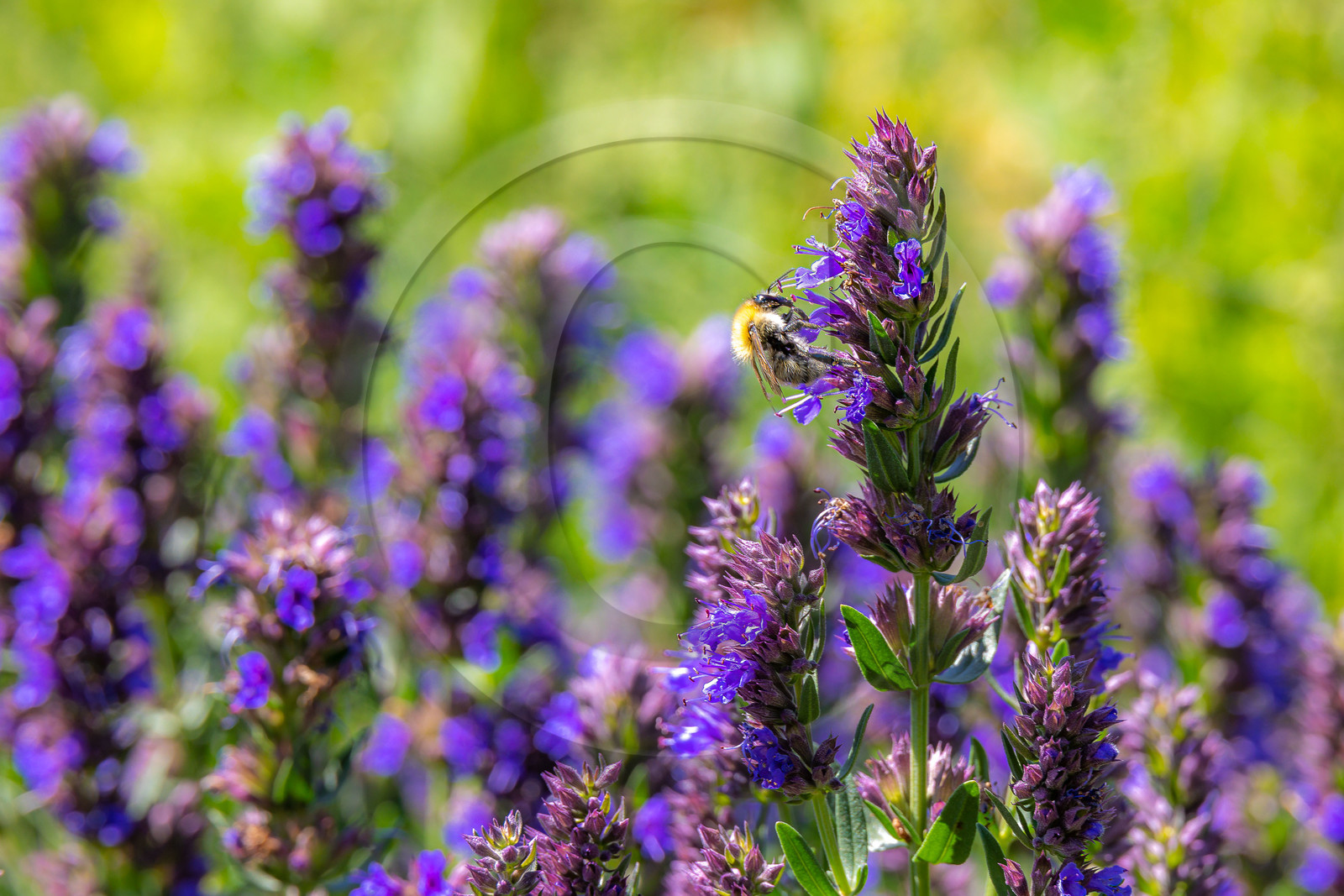 Les cueillettes du Lauzet