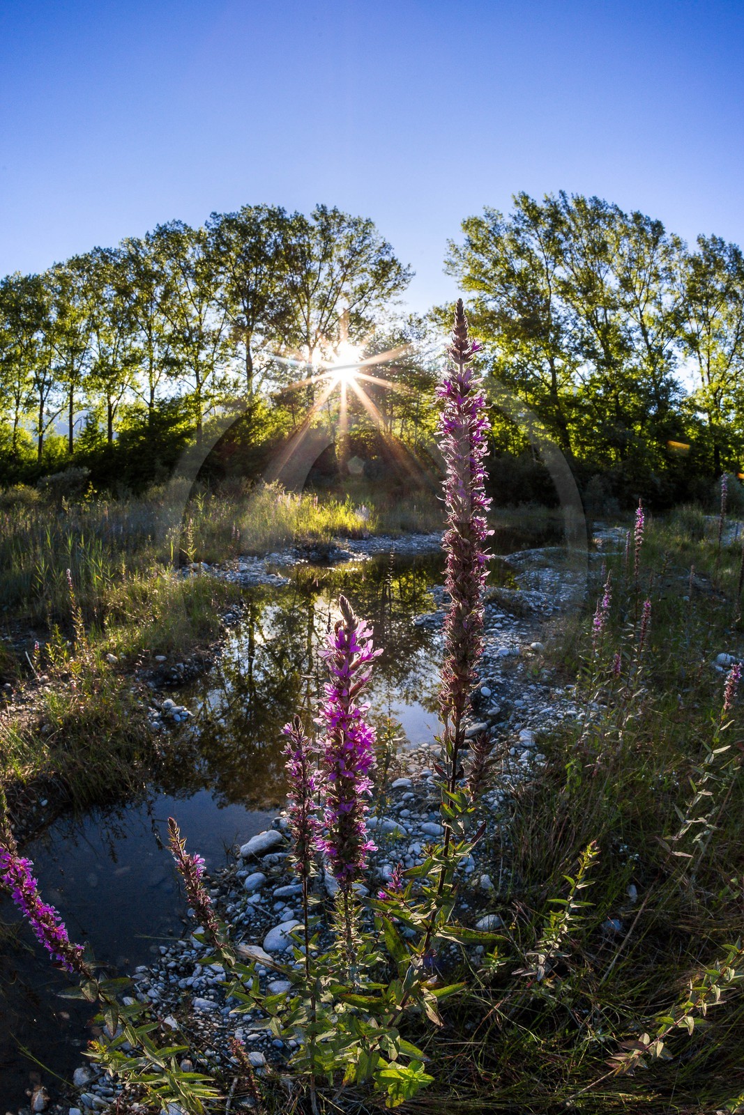 ENS de l'Isère, espace alluvial de la Rolande