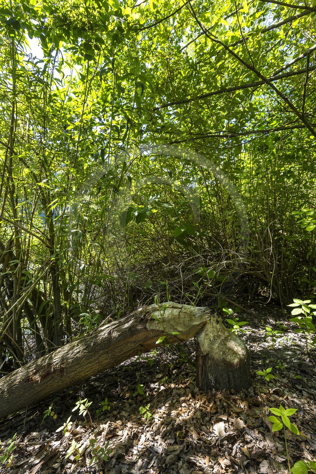 ENS de l'Isère, Boucle de la Taillat