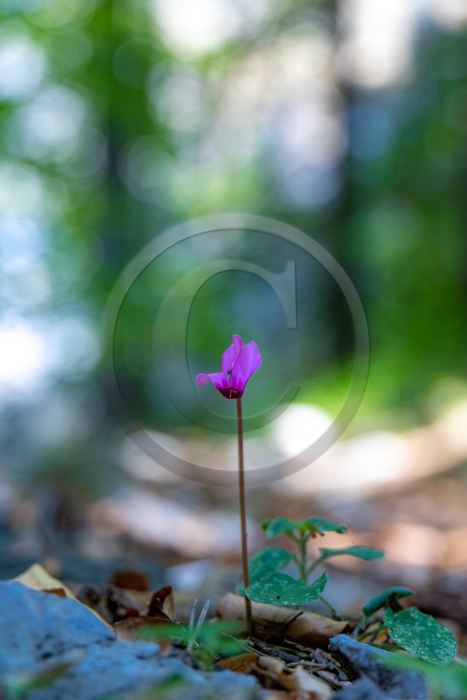 Camoglieres, sentier des cyclamens
