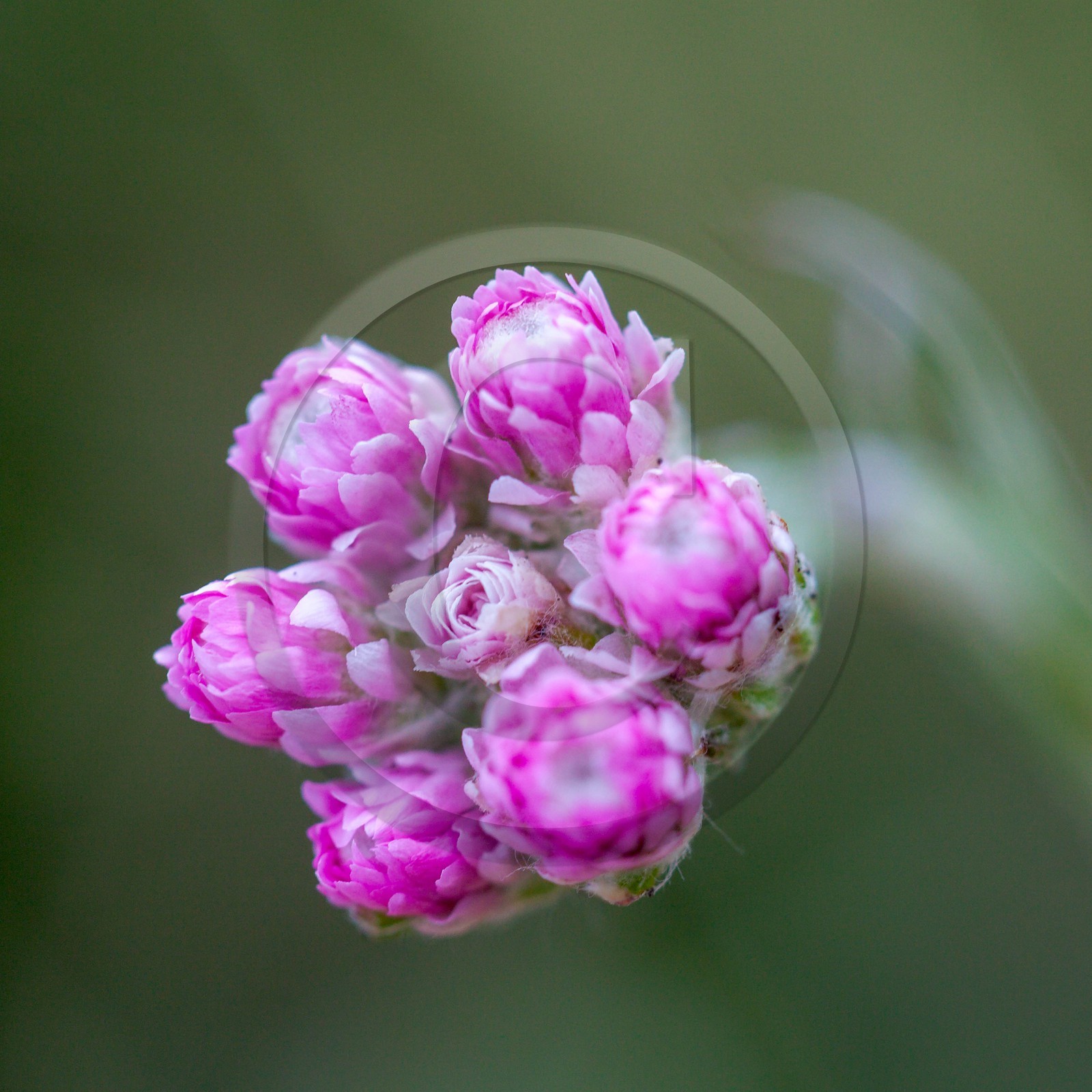Pied de chat dioïque, Antennaire dioïque, Antennaria dioica
