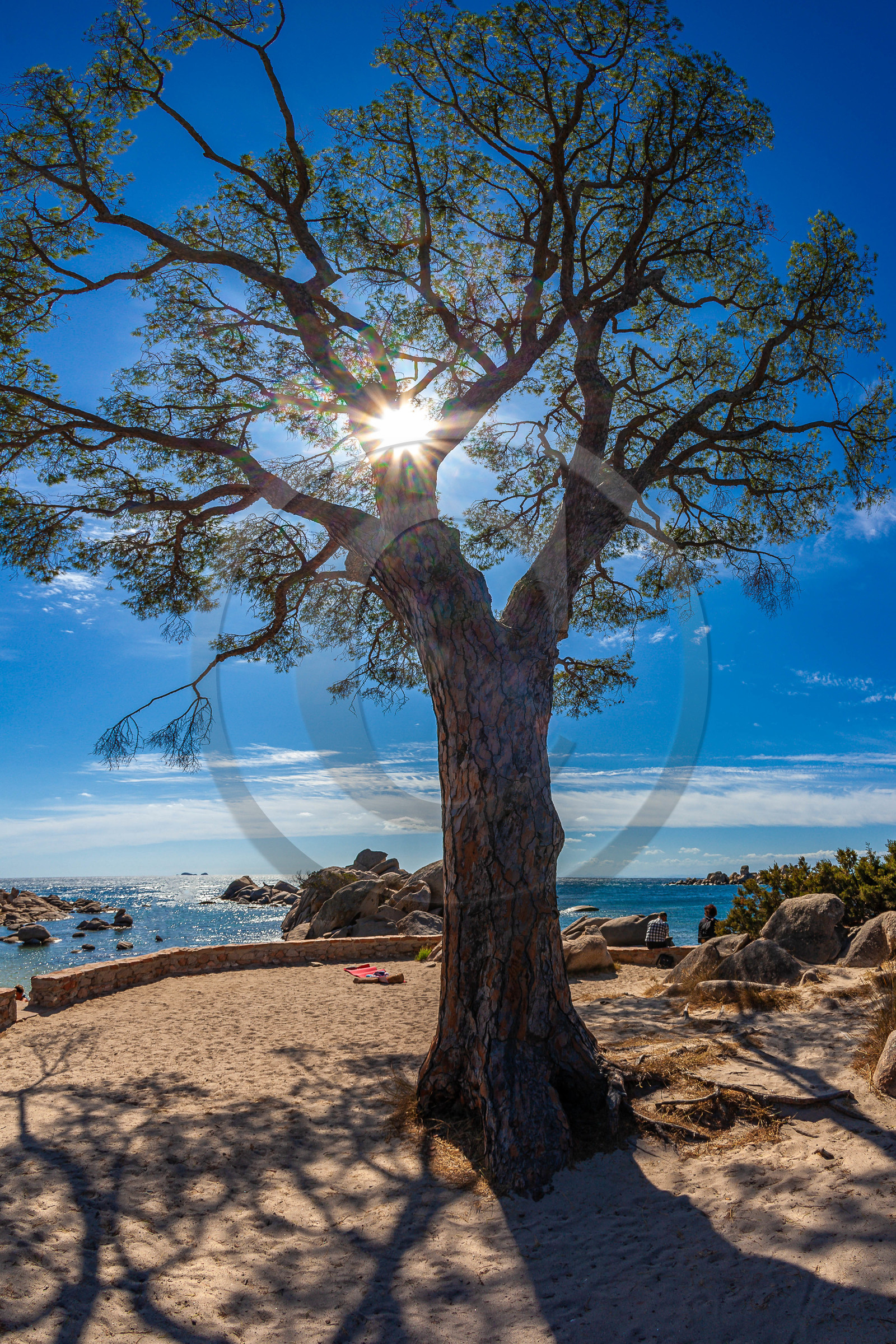 Porto-Vecchio, Palombaggia, pin parasol