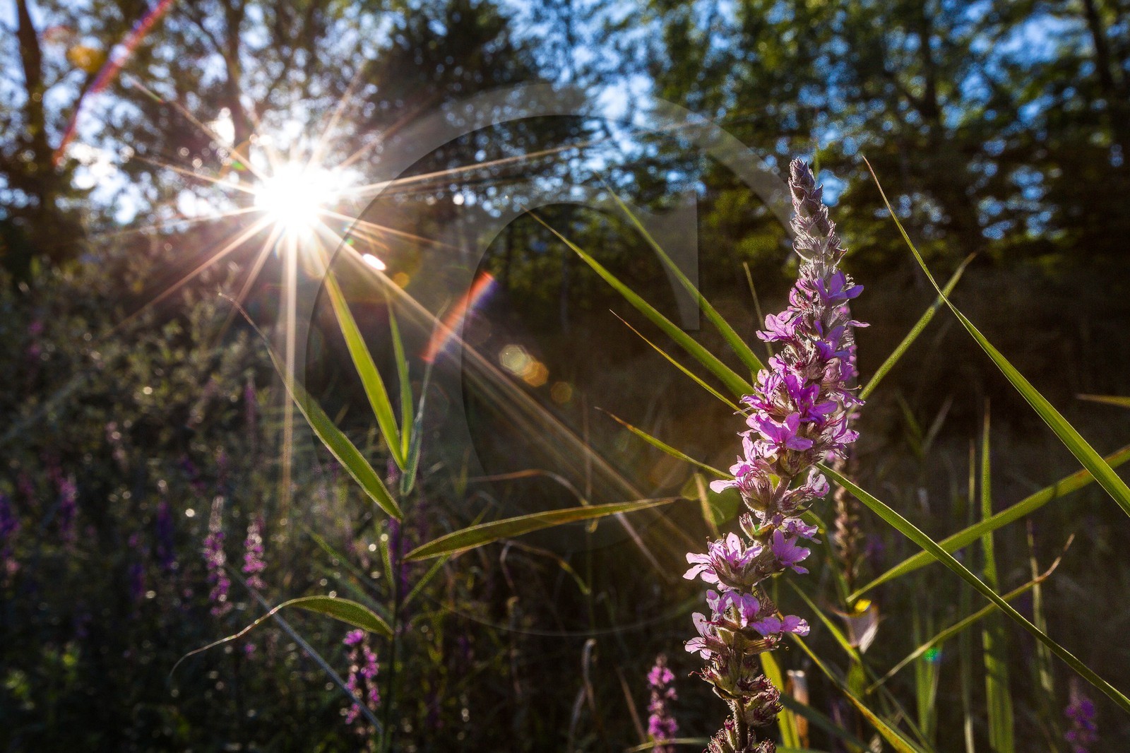 ENS de l'Isère, espace alluvial de la Rolande