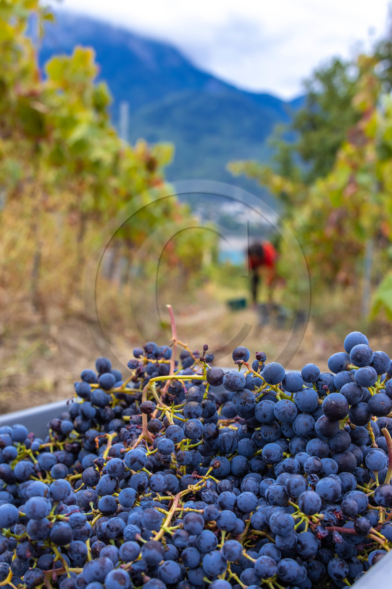 Domaine du Mont Guillaume