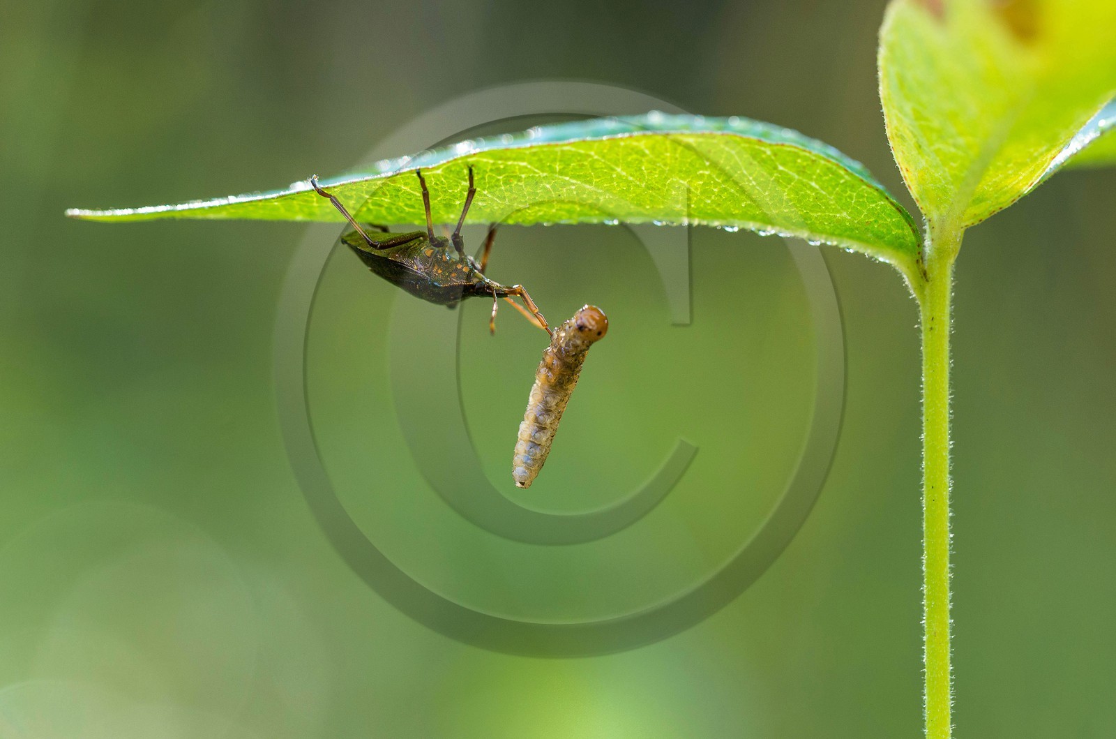 ENS de l'Isère,Tourbières du Peuil