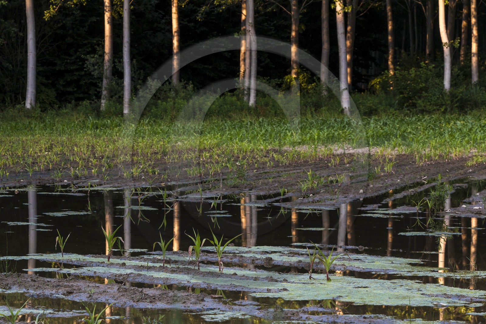 ENS de l'Isère, Prairies inondables de Pont-Évêque