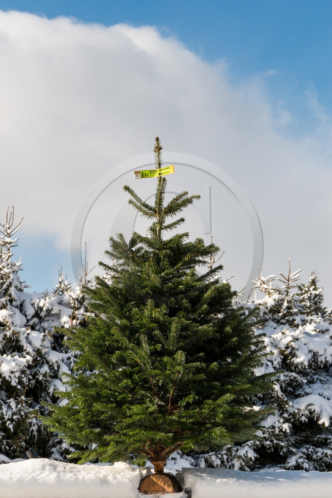 Pépinière Robin, sapin de Noël, sapin diamant