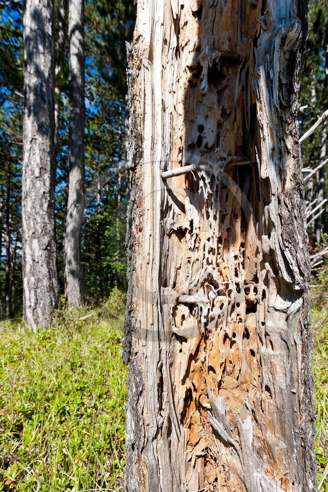 Forêt domaniale des Sauvas