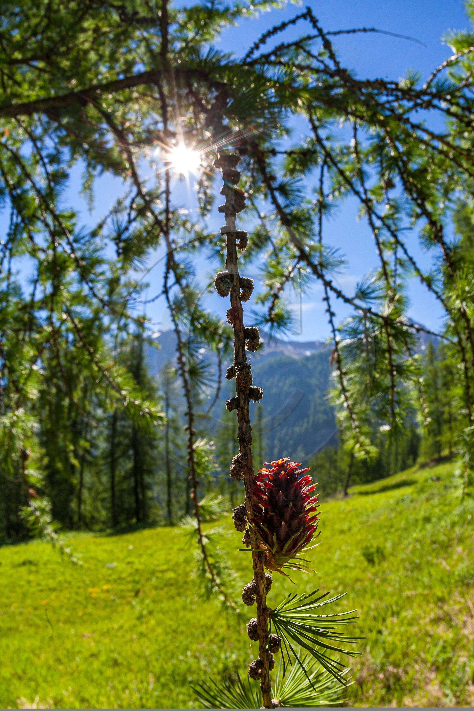 Fleur de Mélèze,  Larix decidua