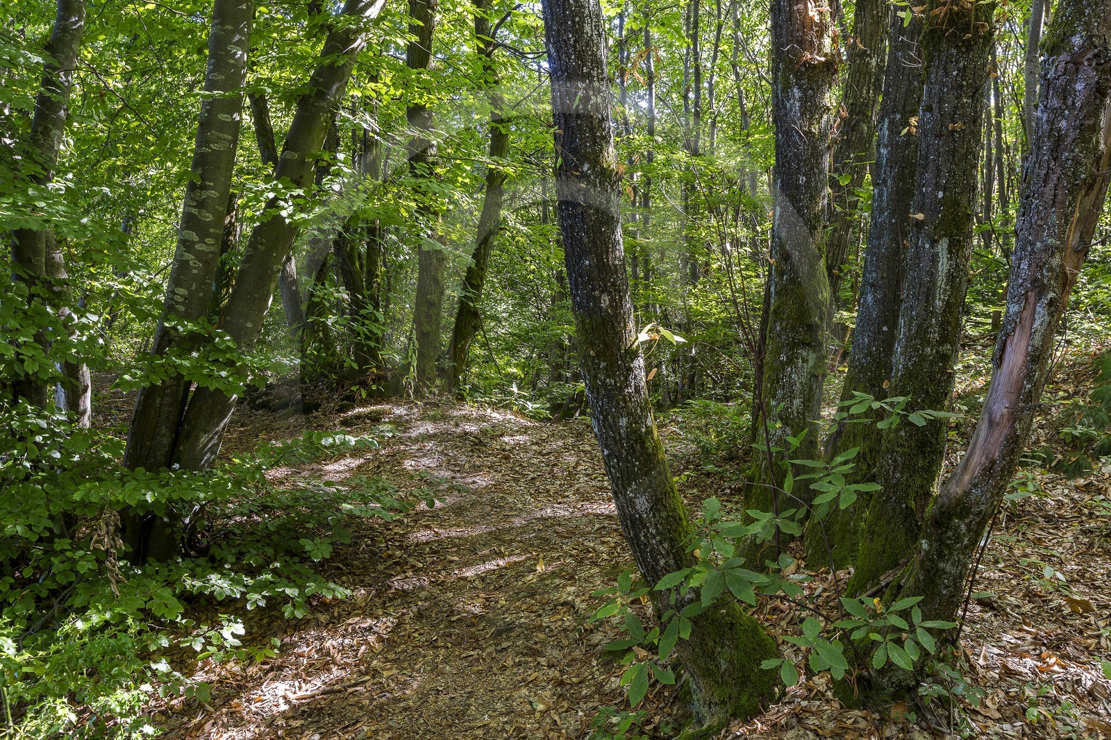 ENS de l'Isère, Etang des Béroudières