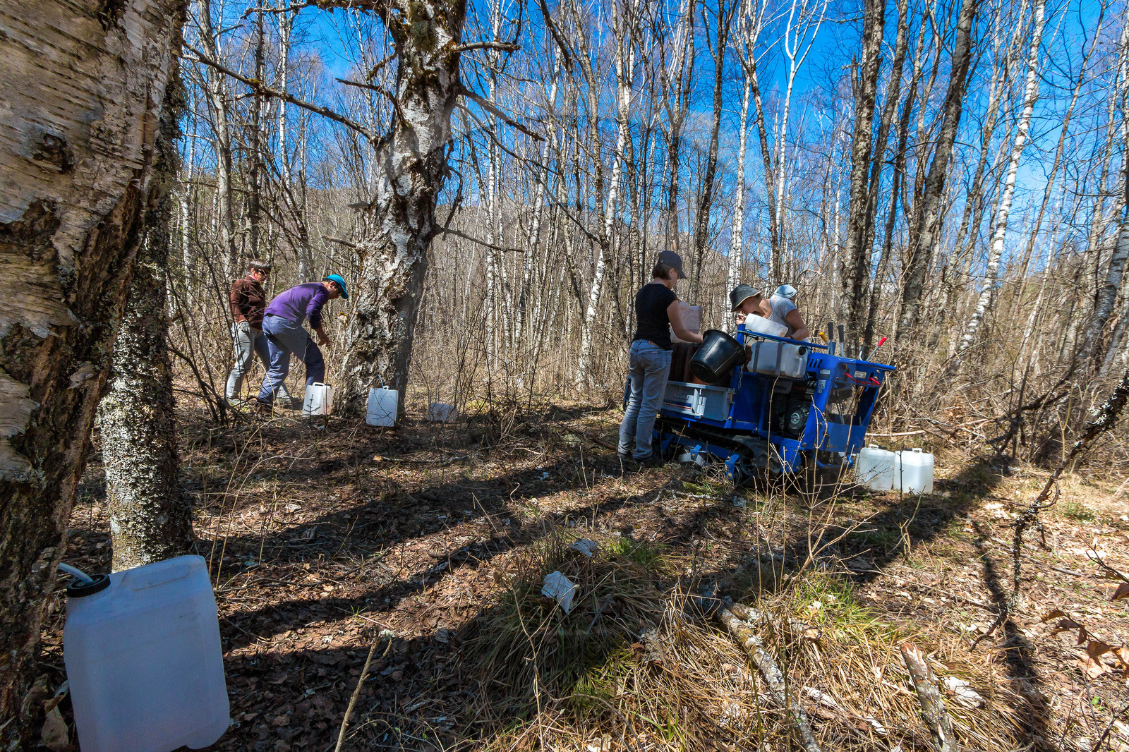 Récolte de sève de bouleau