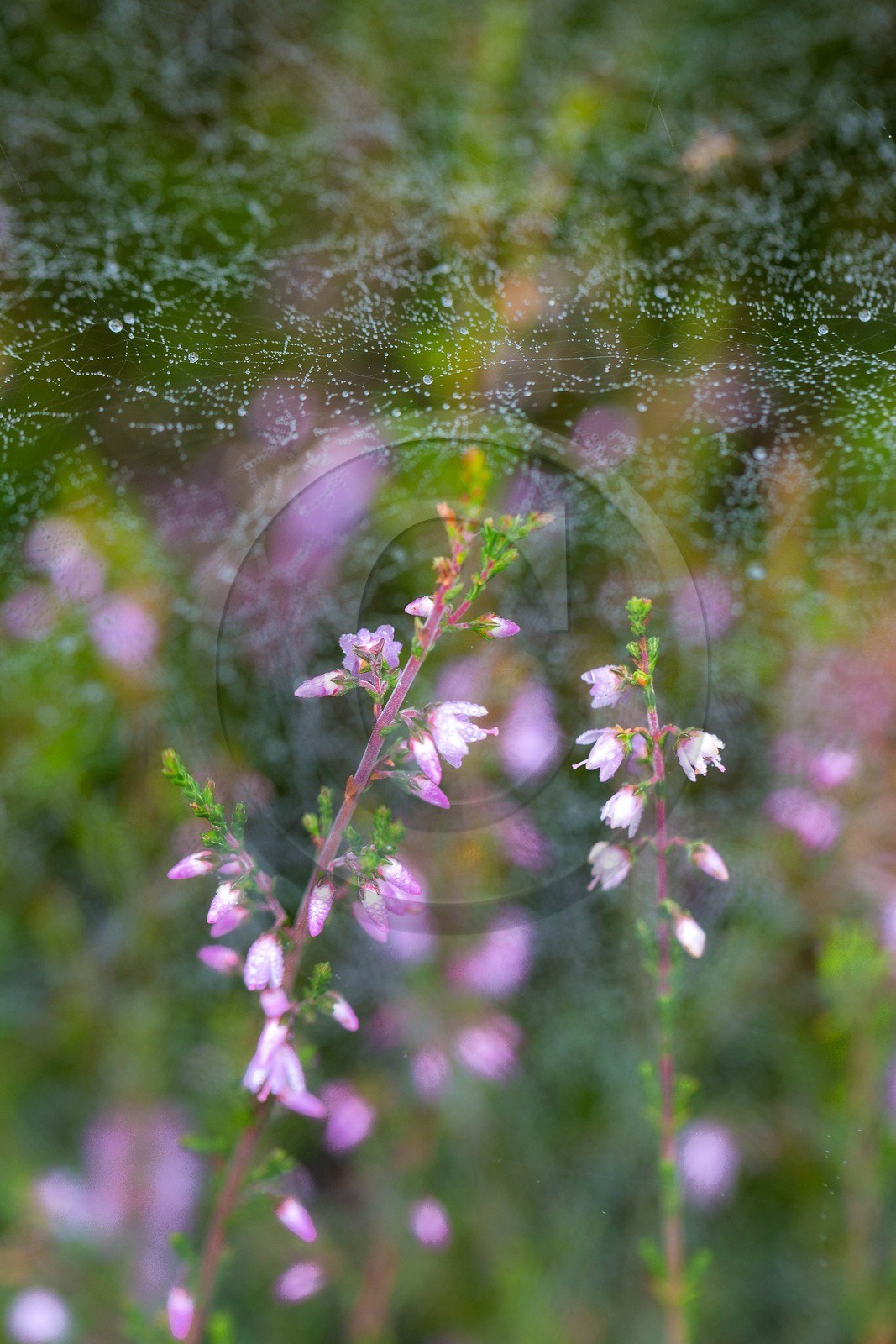 ENS de l'Isère, Tourbière des Planchettes