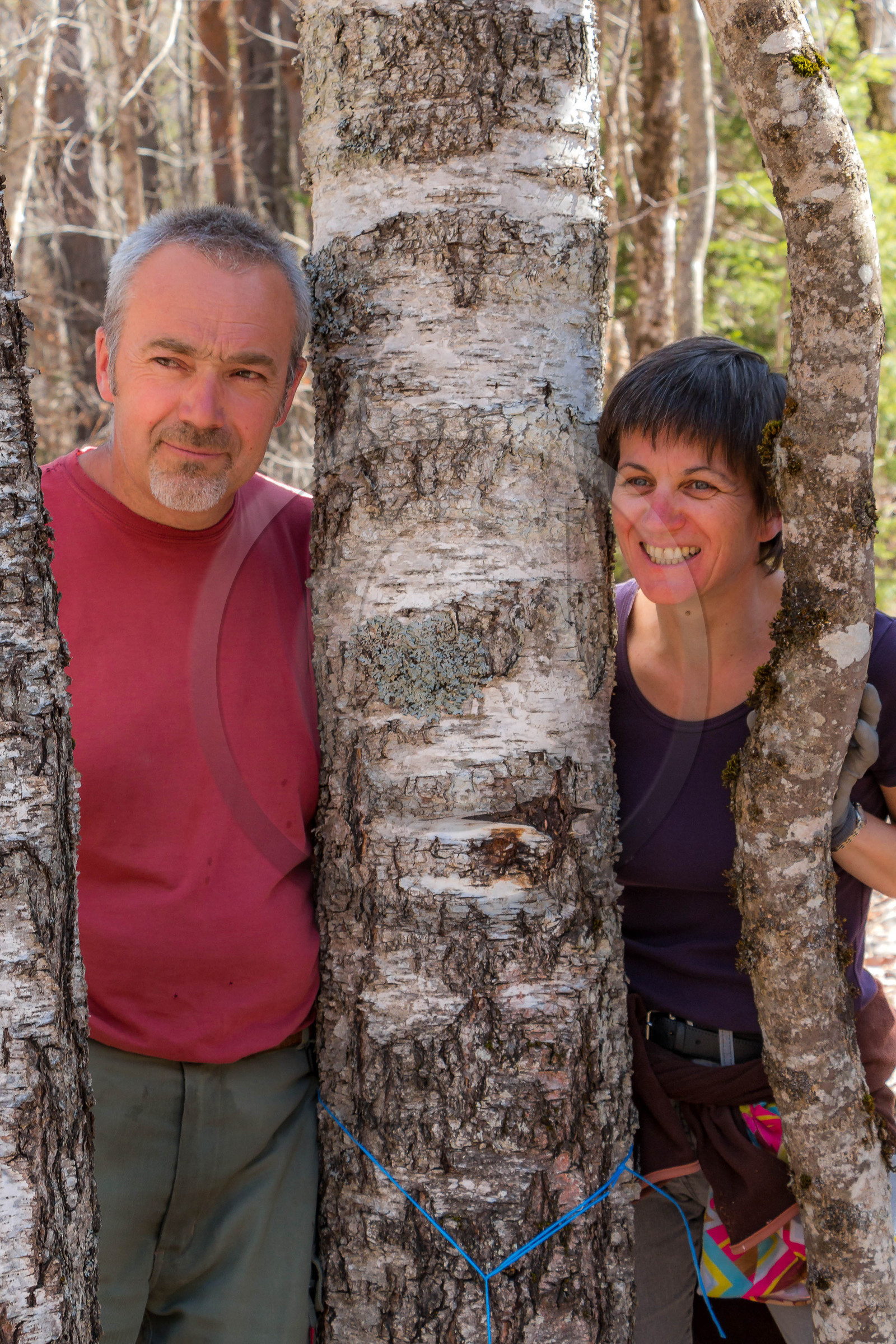 Récolte de sève de bouleau