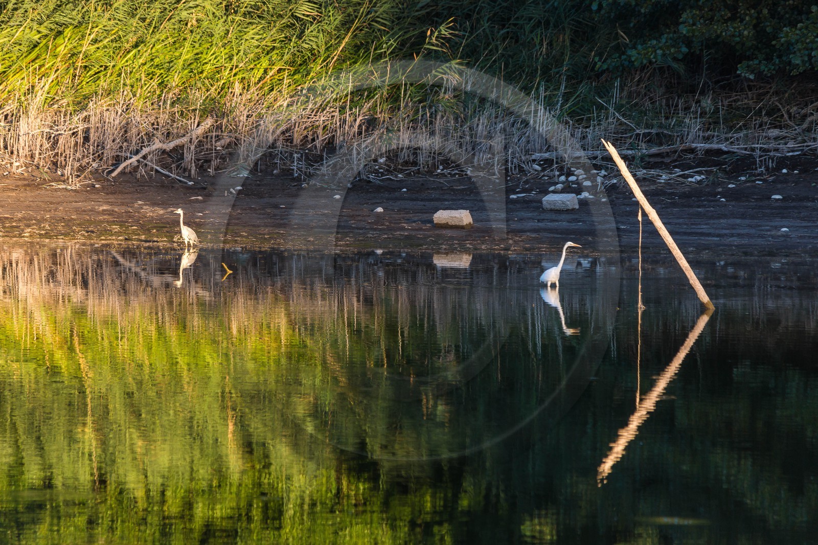 ENS de l'Isère, étang de Montjoux