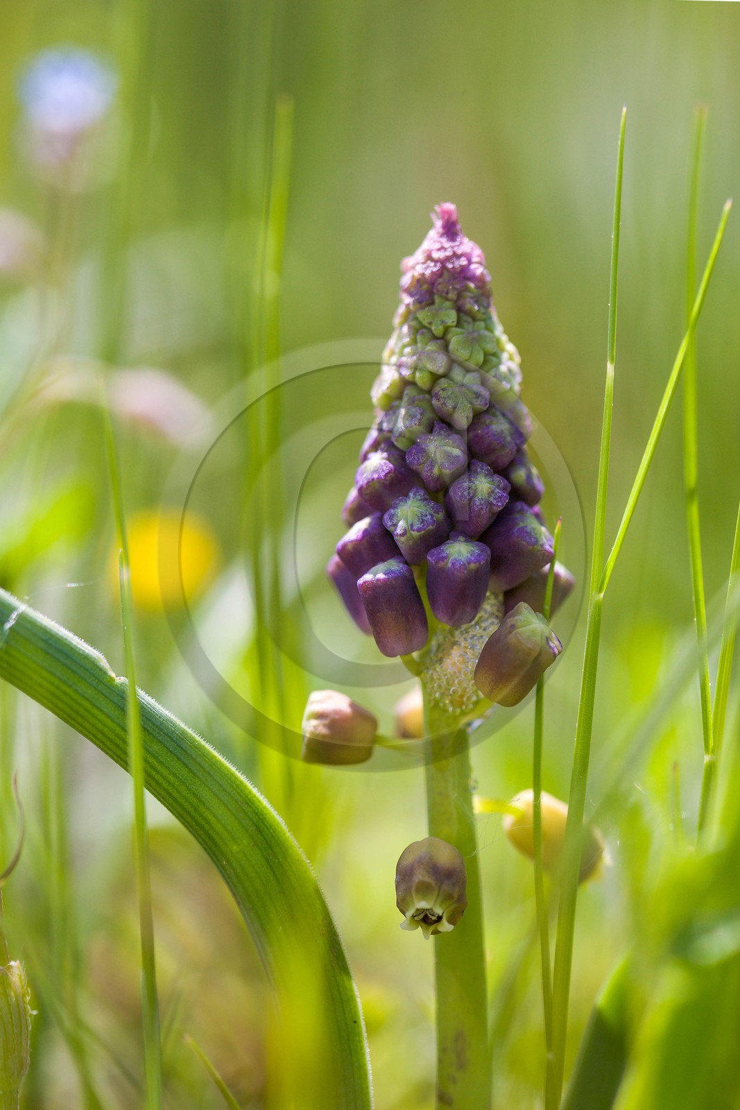 Muscari Sp