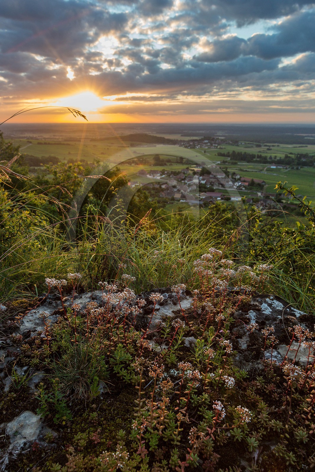 Domaine viticole Michel-Andreotti