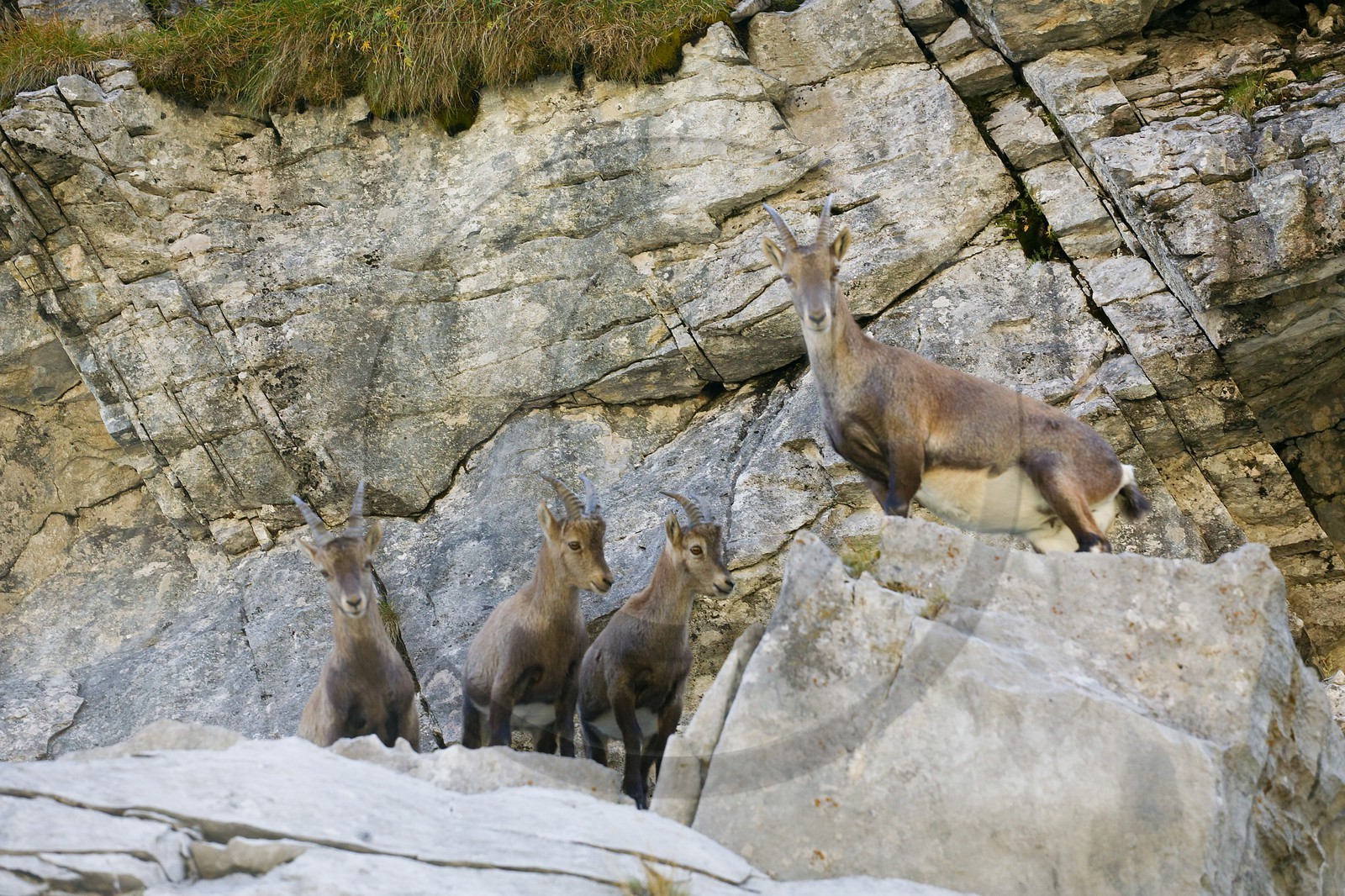Bouquetin, ou bouquetin des Alpes (Capra ibex)