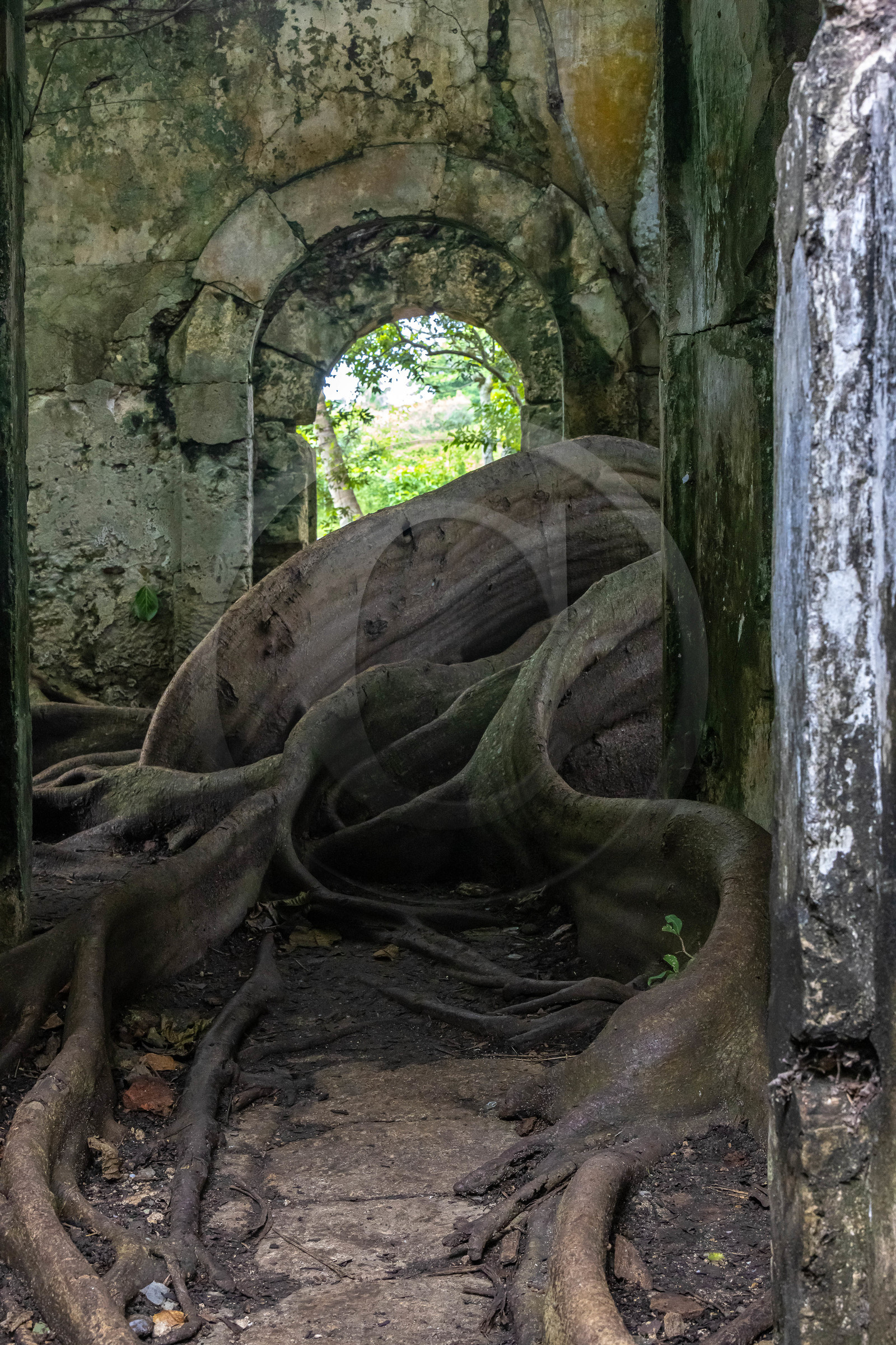 Guadeloupe, ancienne prison et le Figuier Maudit