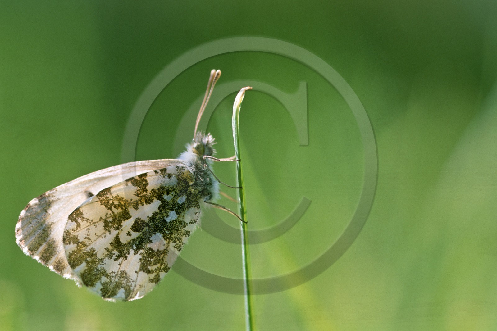 papillon, Aurore, Anthocharis cardamines