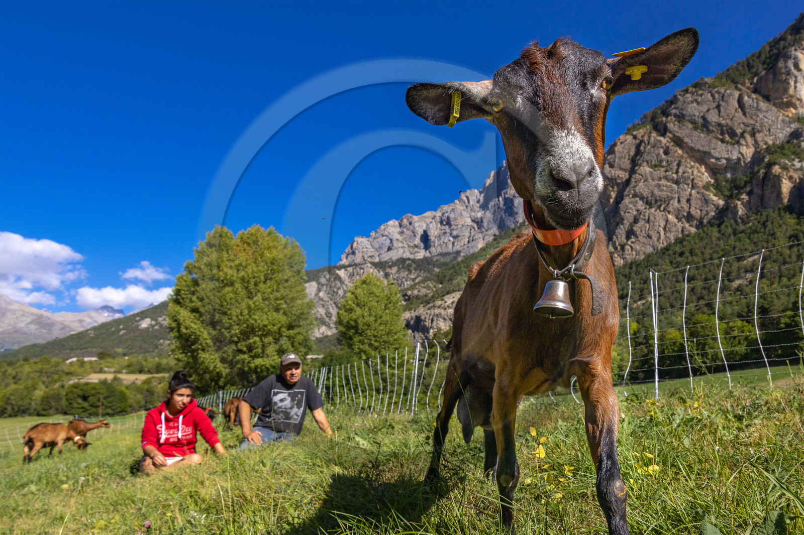Gaec La Ferme des Ecrins