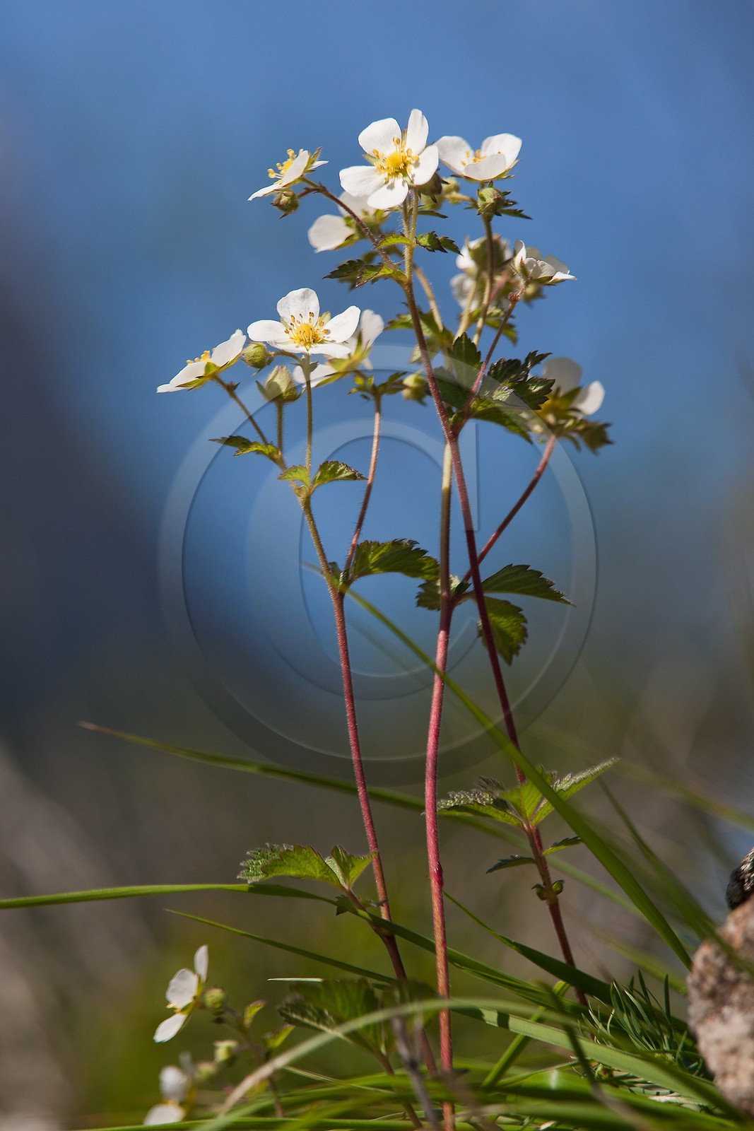Potentille des rochers, Potentilla rupestris L