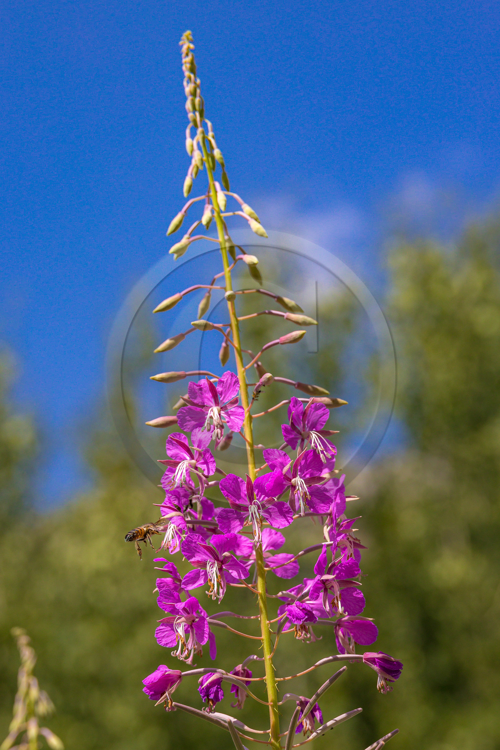Miellerie de Serre Chevalier