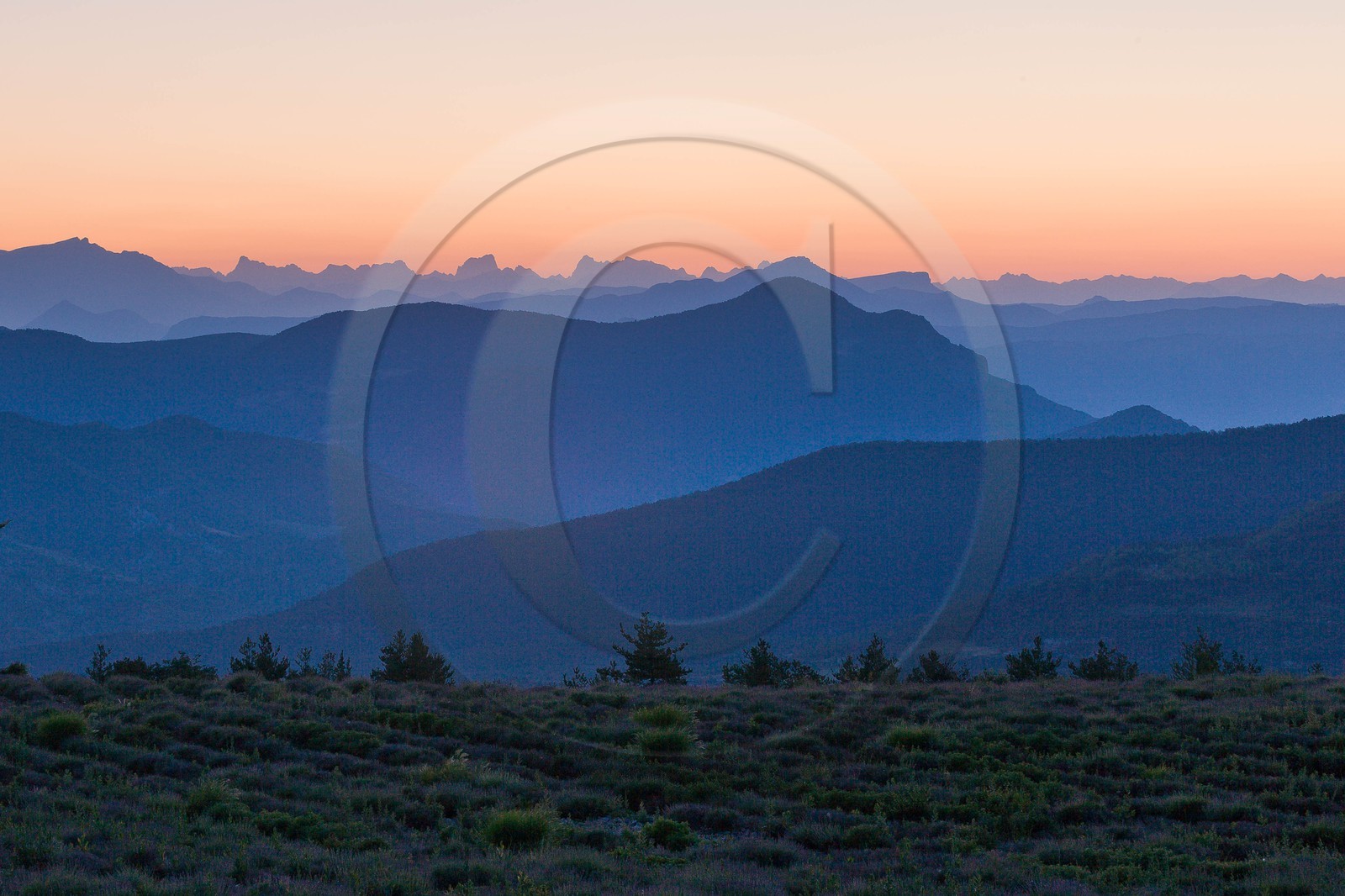 Champs de lavandes et la chaine des Ecrins