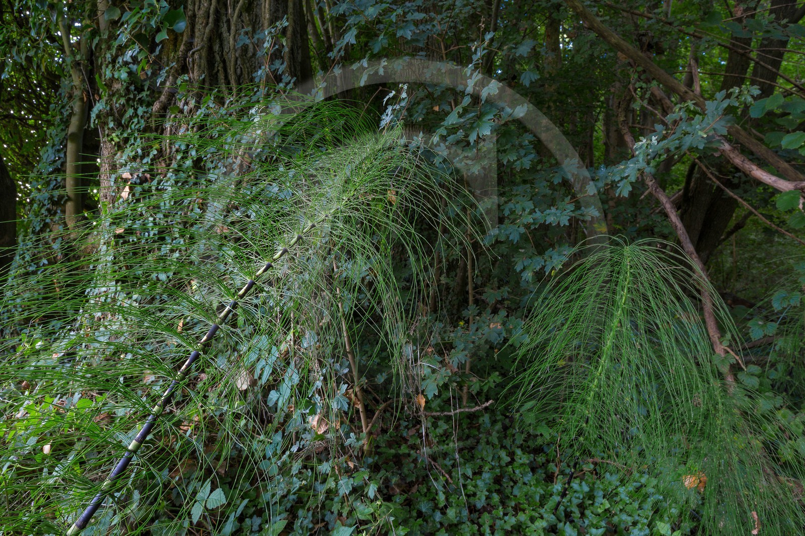 ENS de l'Isère, Boucle des Moïles