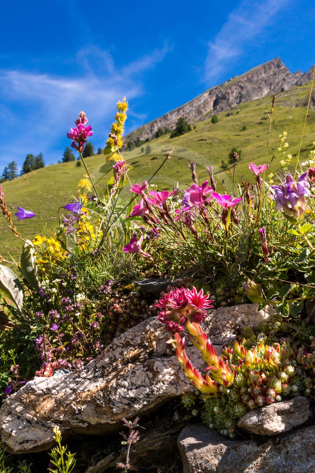 Parc naturel régional du Queyras