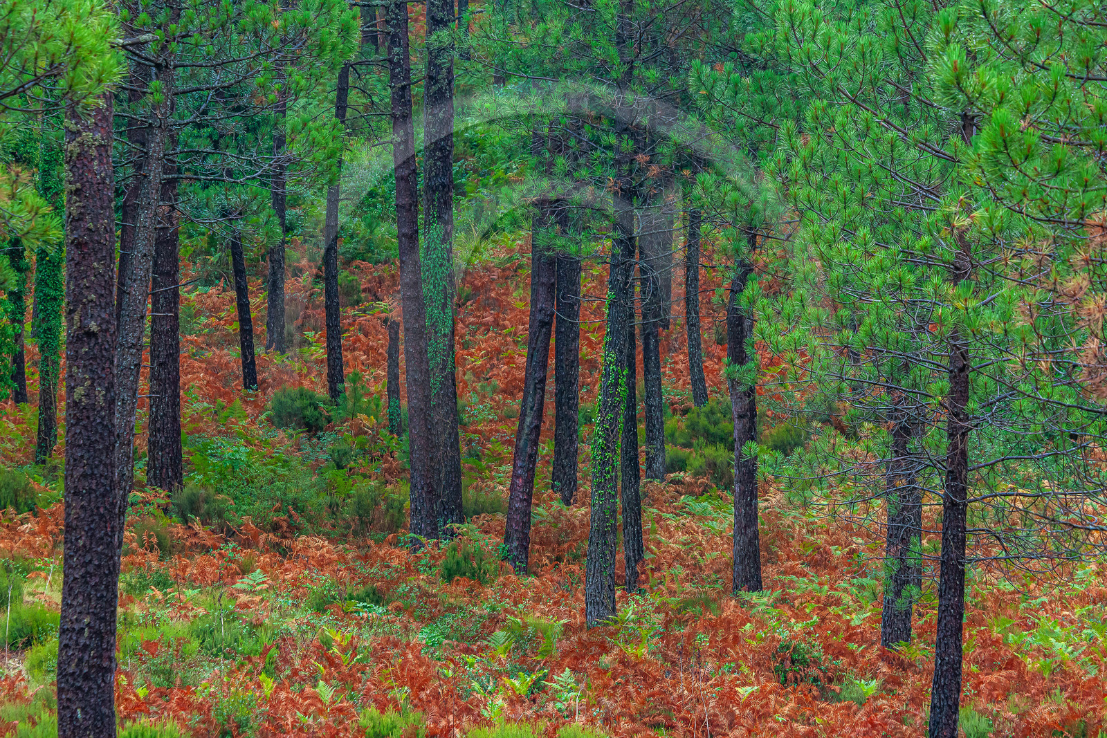 Forêt de l'Ospedale, Pins laricio de Corse