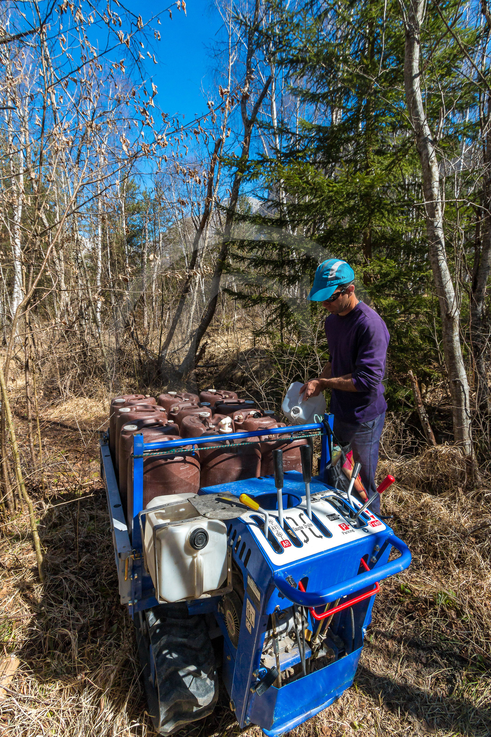 Récolte de sève de bouleau