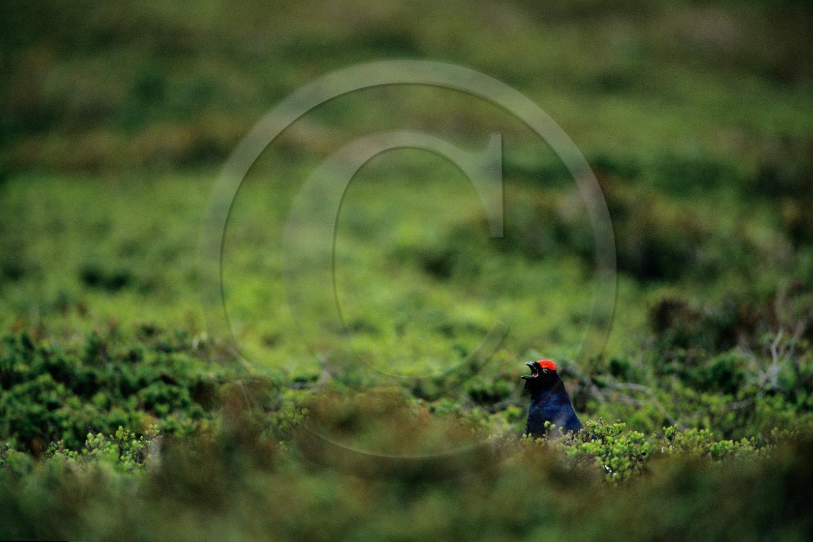 Tétras lyre, Petit coq de bruyère, Tetrao tetrix