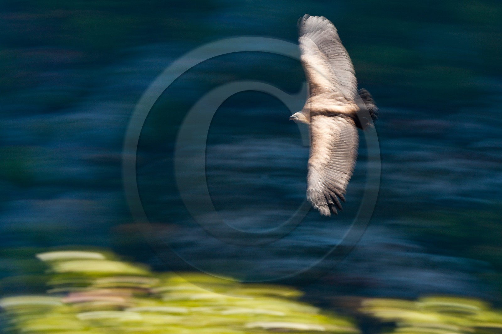 Vautour fauve, Gyps fulvus