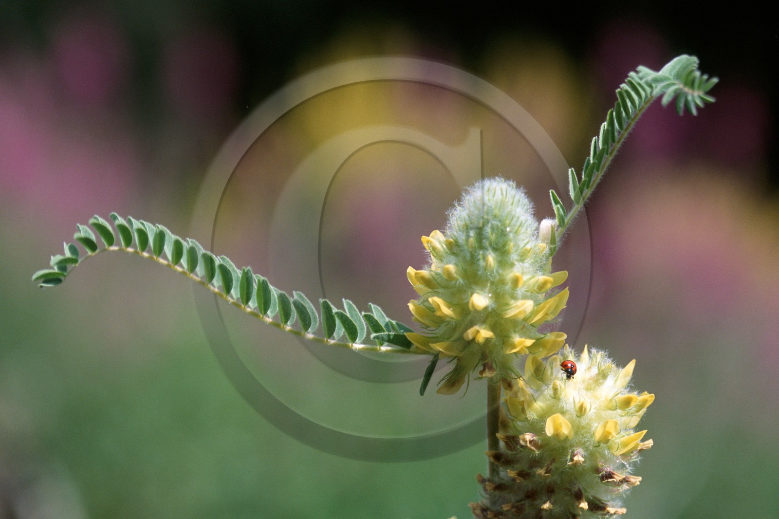 Astragale queue de renard, Astragalus alopecuroides L.