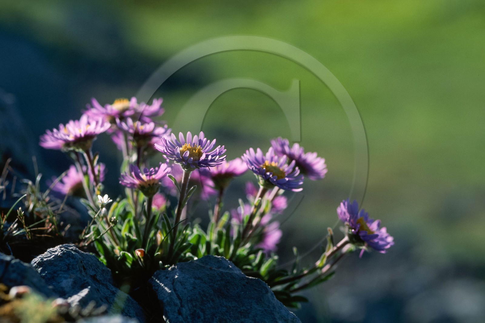 Aster des Alpes, Aster alpinus