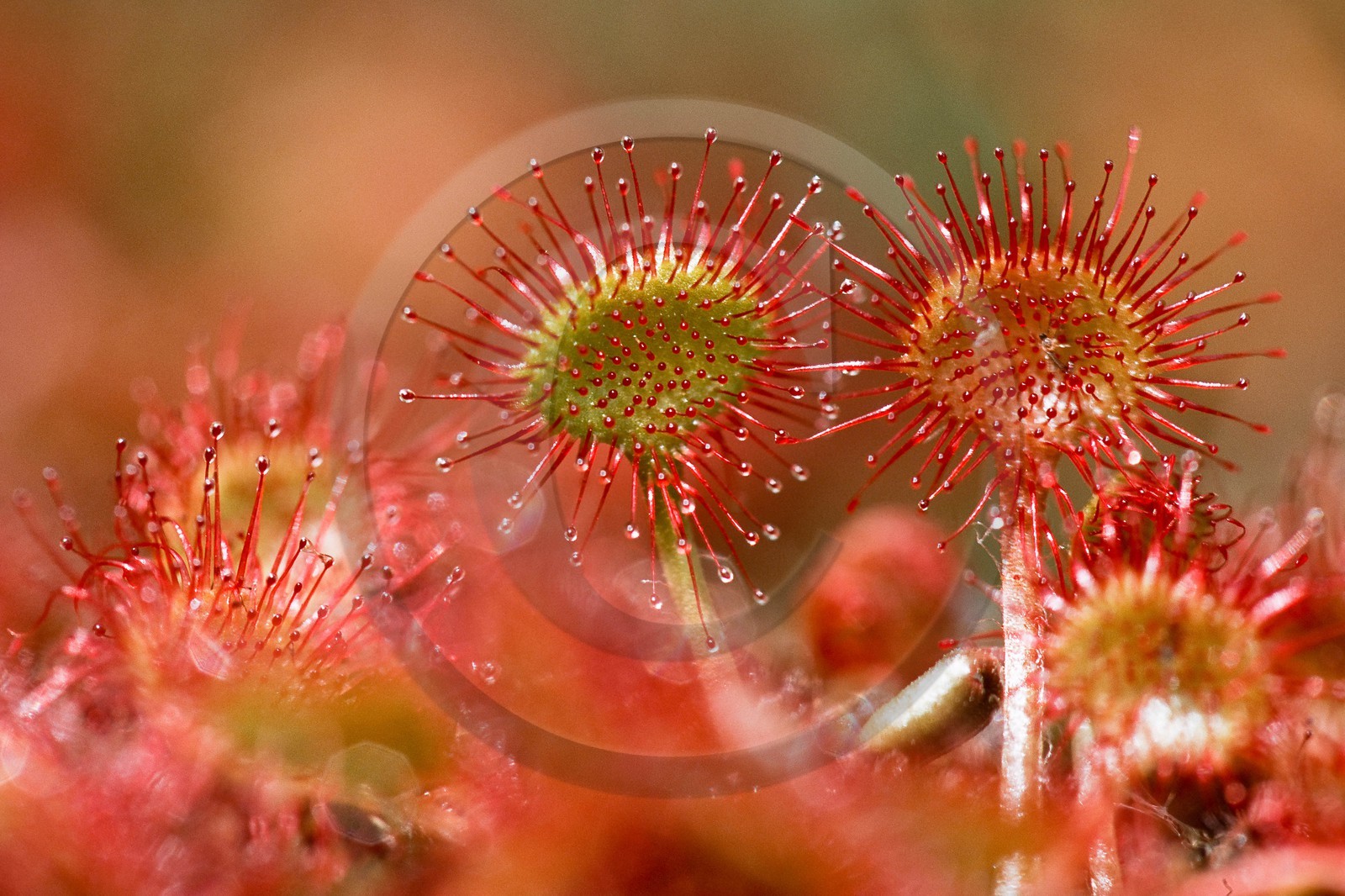 Droséra à feuilles rondes, Drosera rotundifolia