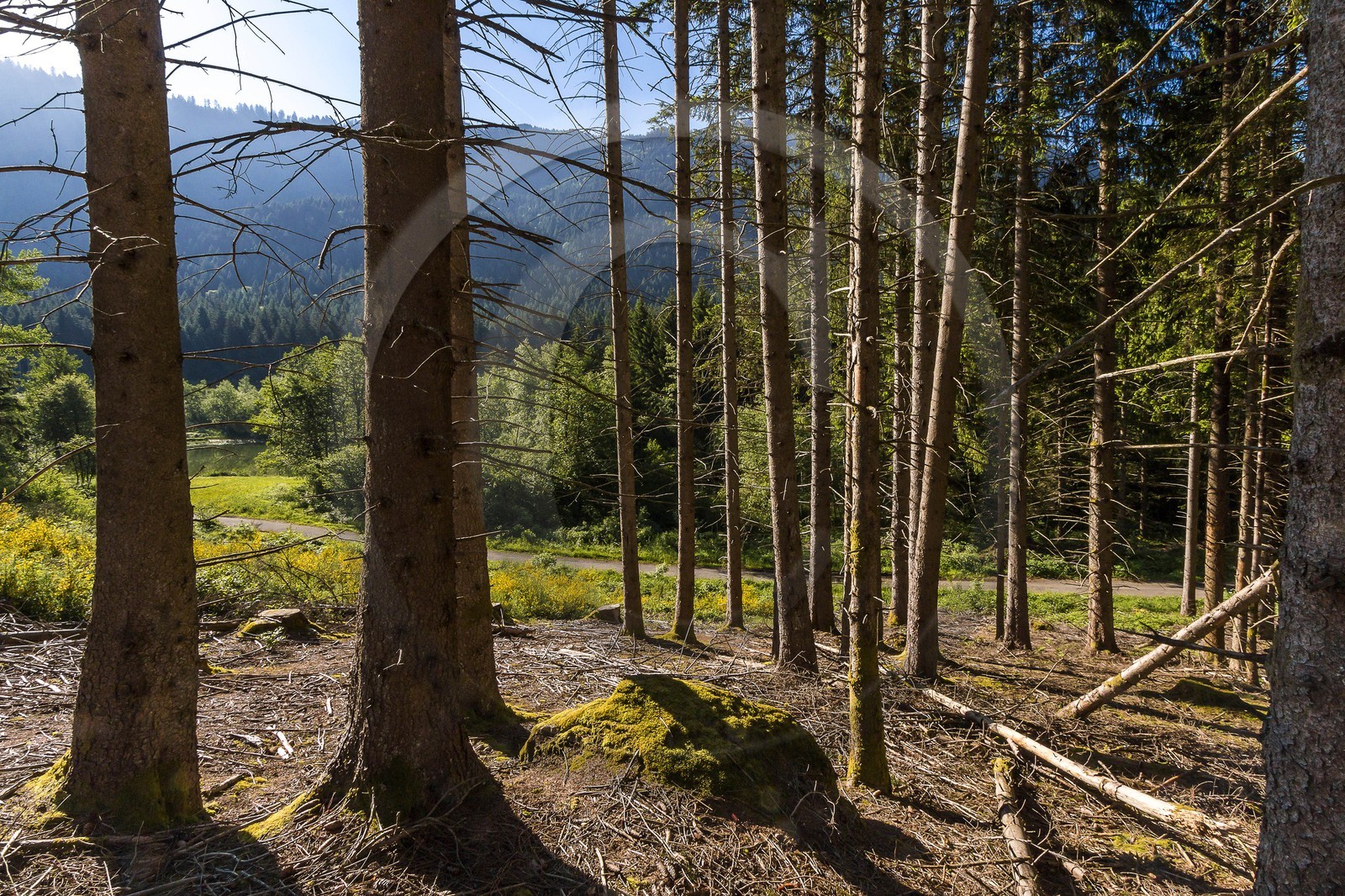 ENS de l'Isère, Marais des Seiglières