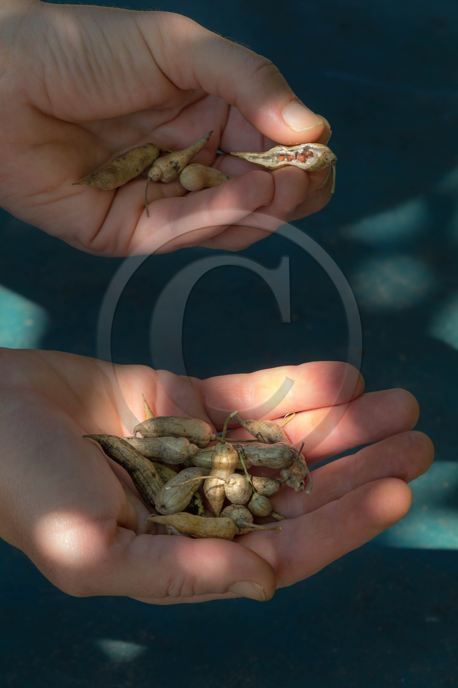 Graines de radis noir