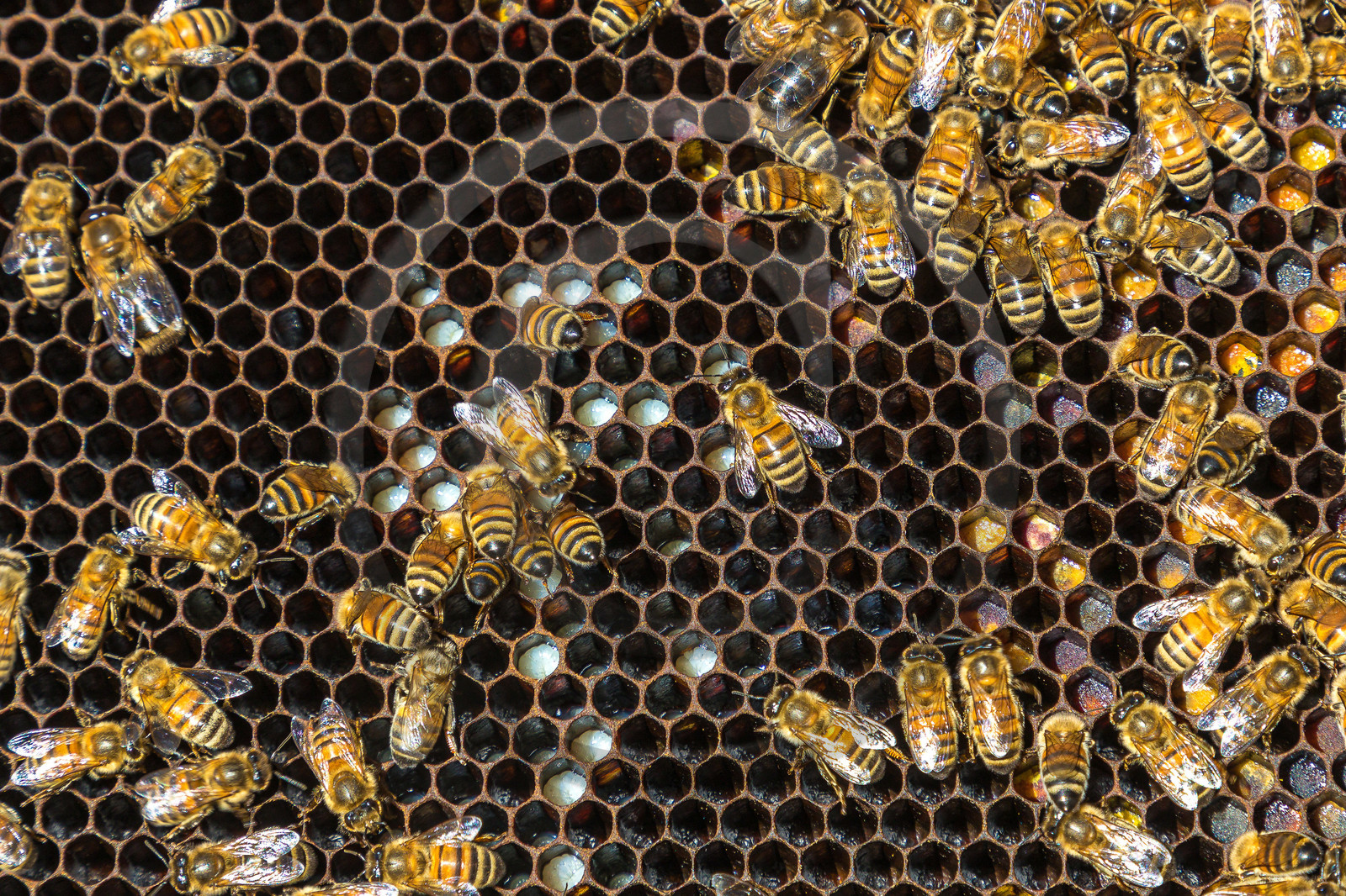 Margaux et Didier Pissard, apiculteurs