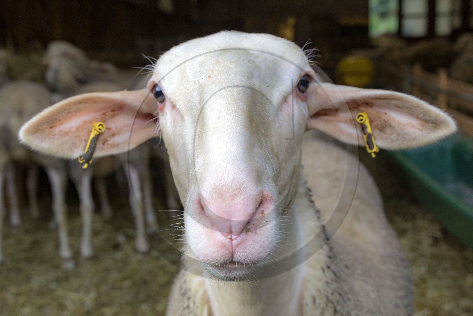 Bergerie de la Lignarre