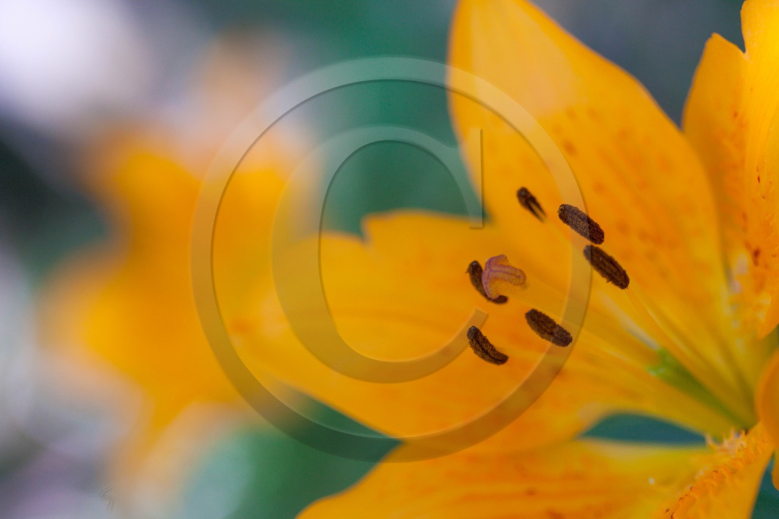 Lis orangé, Lilium bulbiferum subsp. croceum
