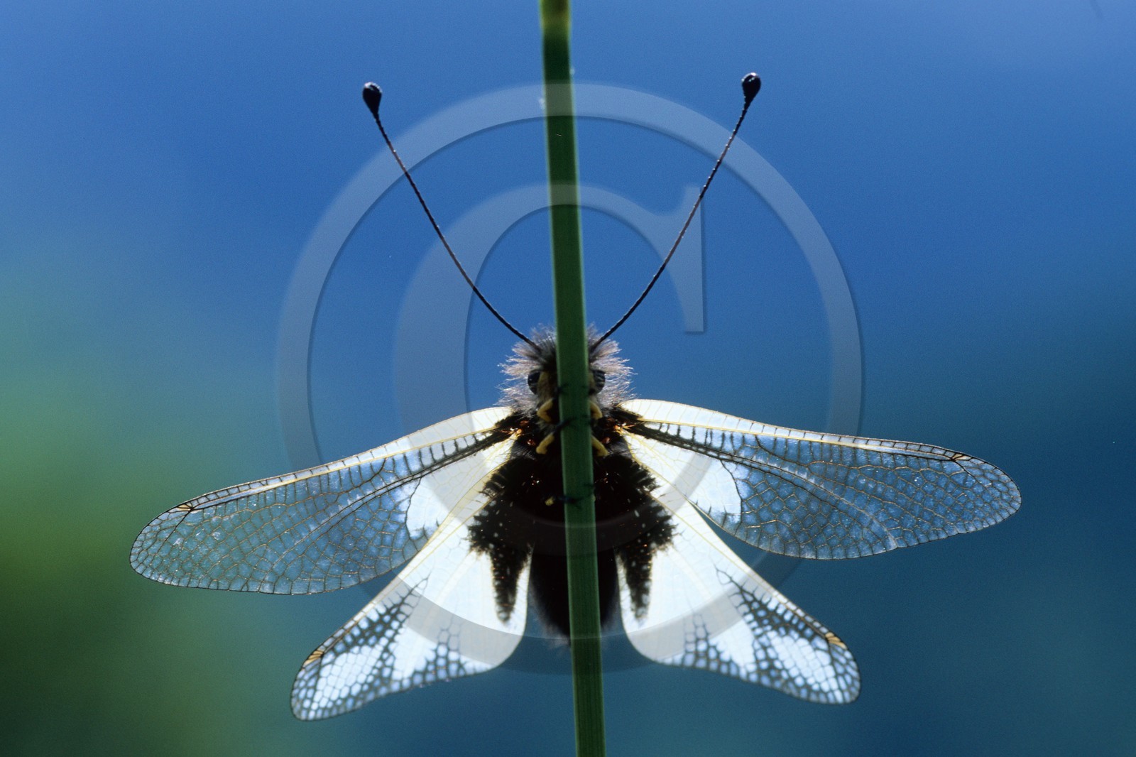 papillon, ascalaphe, Ascalaphidae