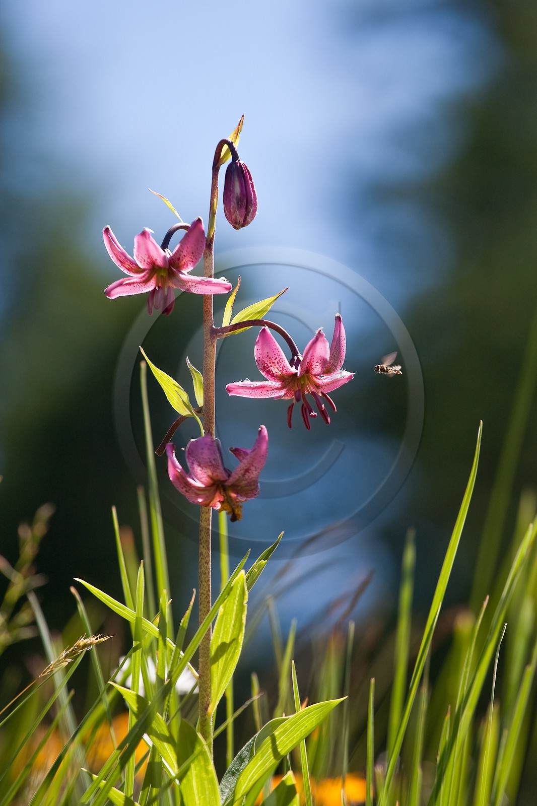 Lis martagon, Lilium martagon