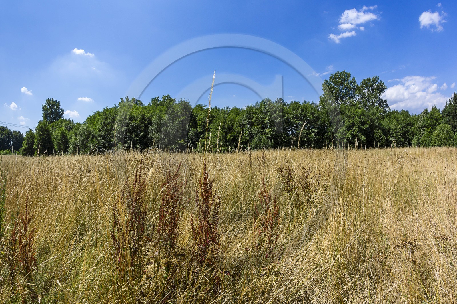 ENS de l'Isère, Zone humide de la Merlière
