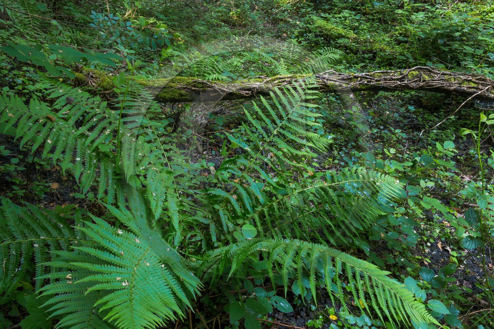 ENS de l'Isère, bois de la Bâtie