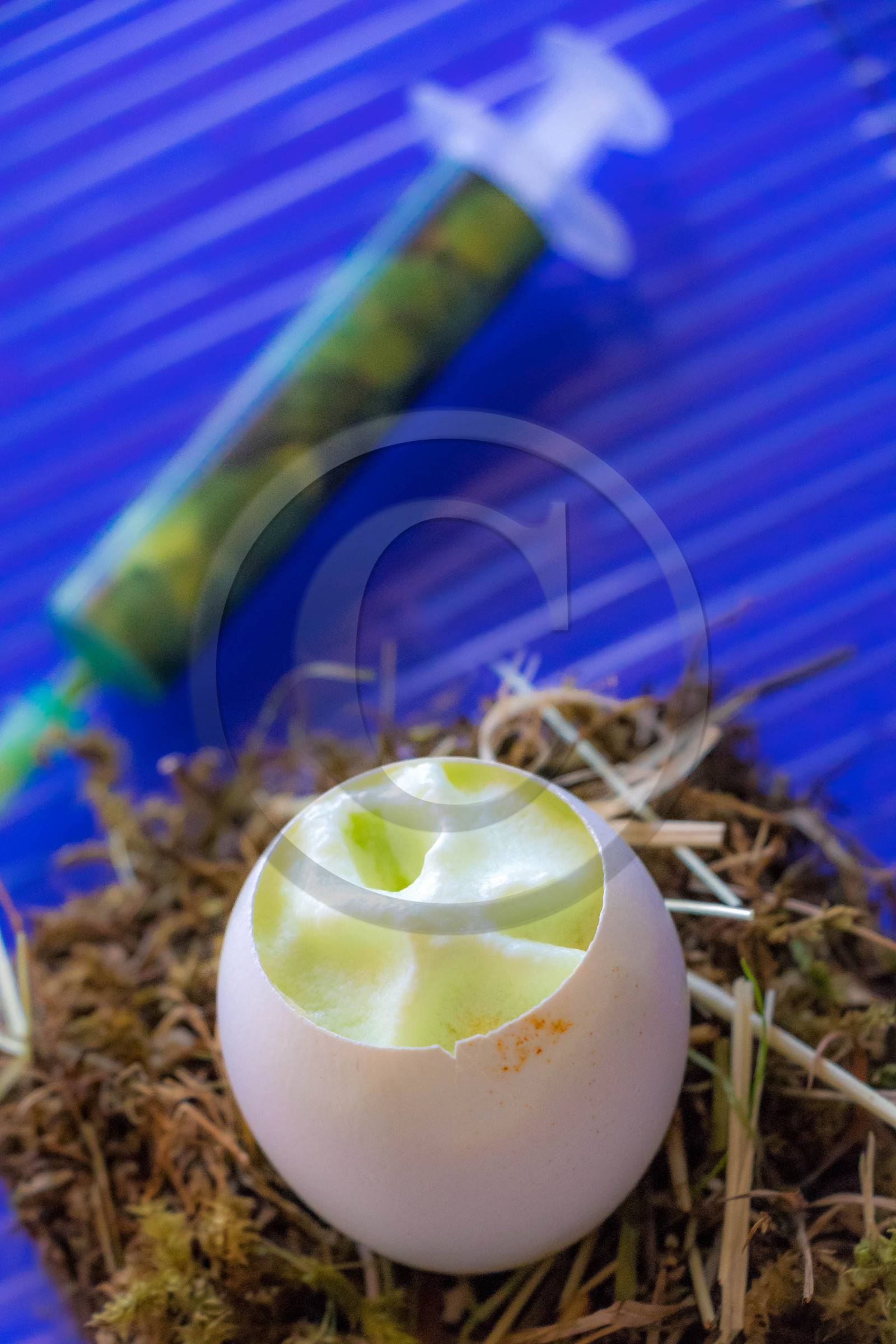 Mais où est passé l’œuf à l’oxalis et à la berce