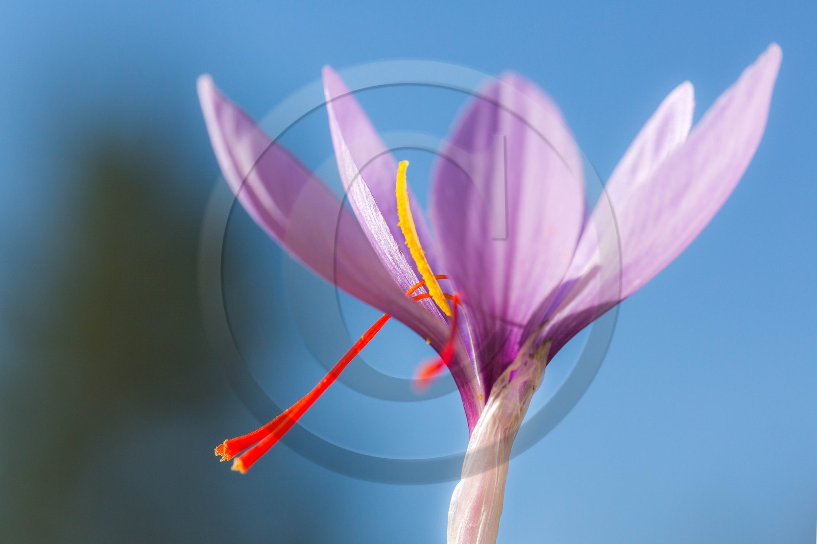 safran, le crocus sativus