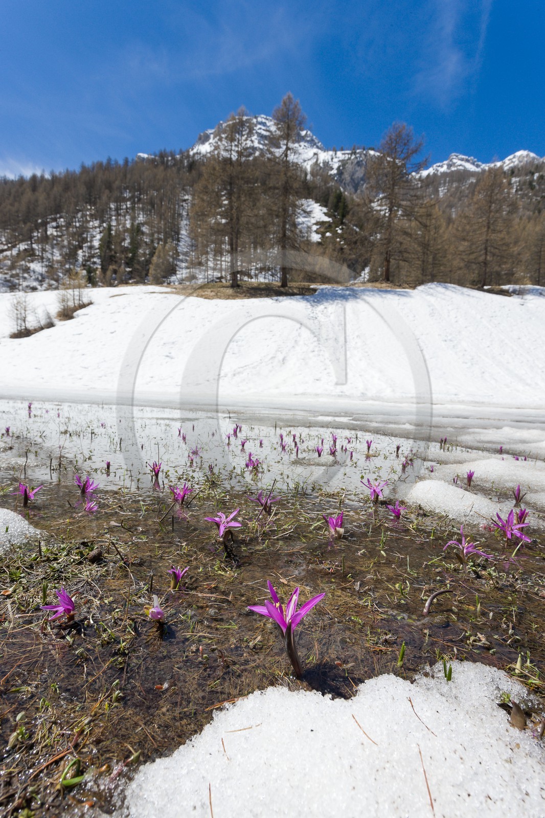 Crocus printanier,  Crocus vernus