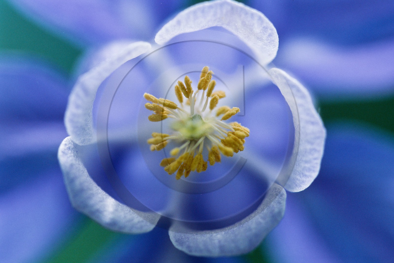 Ancolie des Alpes, Aquilegia alpina