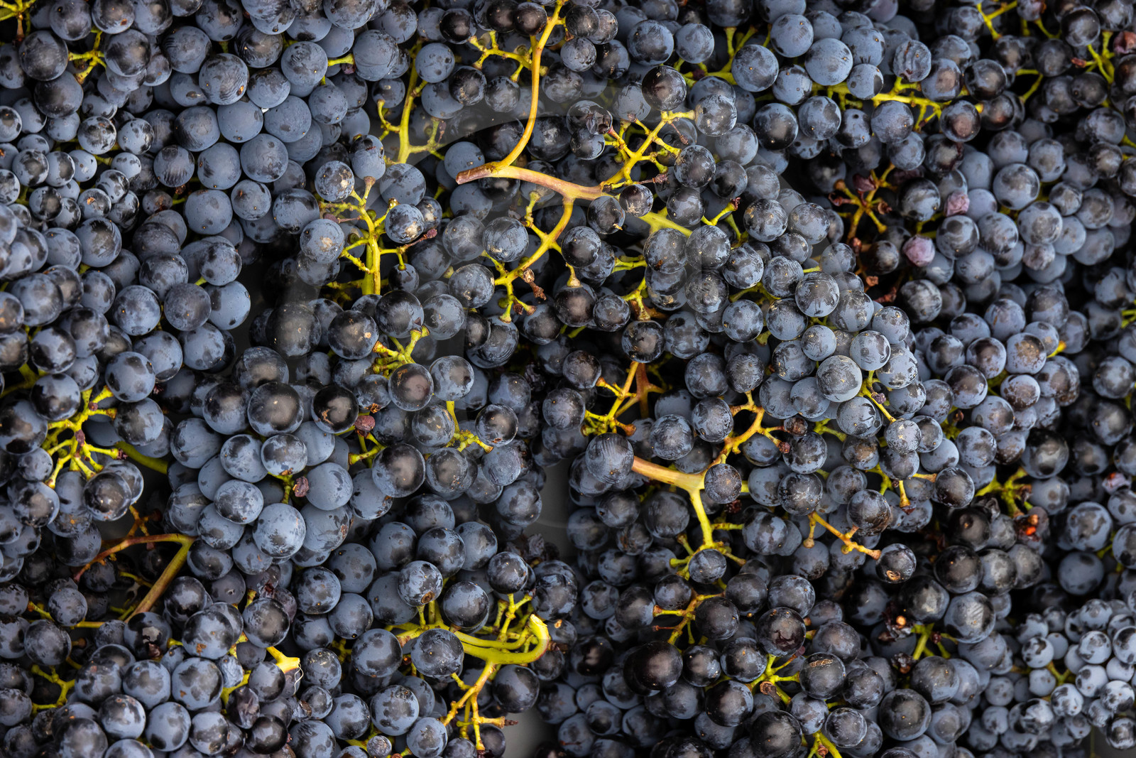 Domaine du Mont Guillaume